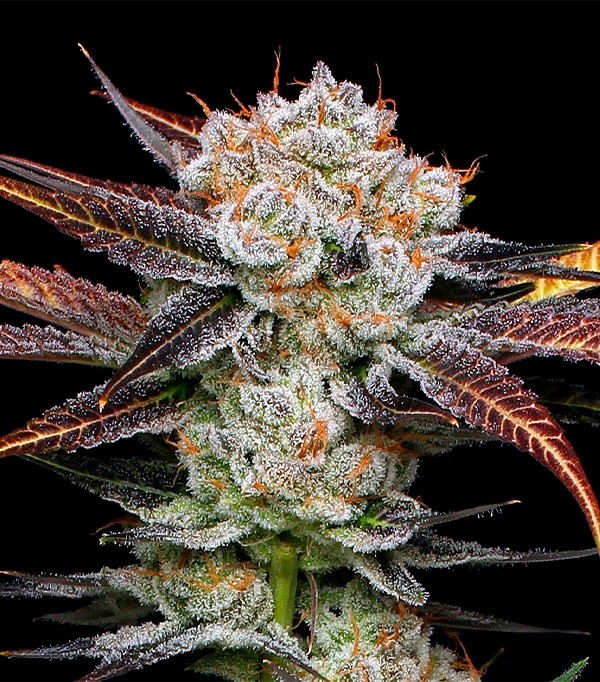 Banana Punch Feminizada (Gea Seeds) 0