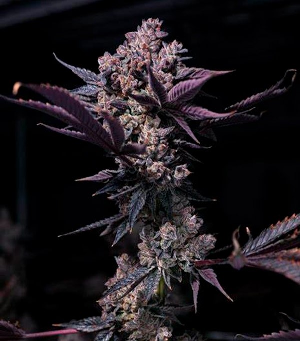 Black Cookie Feminizada (Gea Seeds) 0