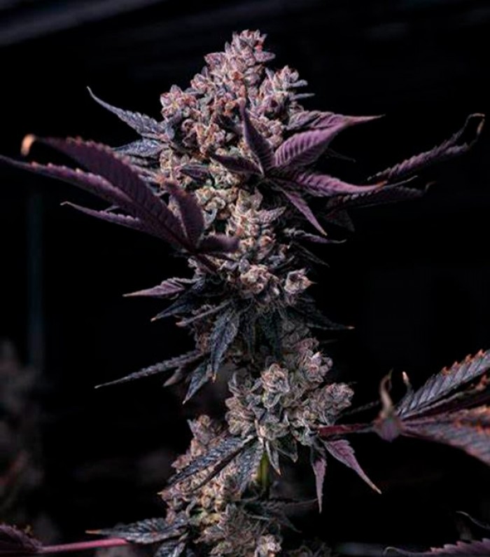 Black Cookie Feminizada (Gea Seeds)