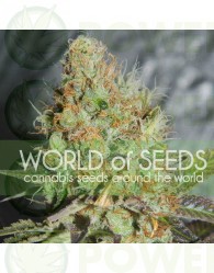 Afghan Kush Special (World of Seeds) Feminizada 