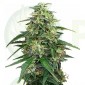 Amnesia Feminizada (Gea Seeds)