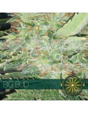 Big Bud semilla marihuana