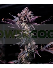 Black Cookie Feminizada (Gea Seeds)