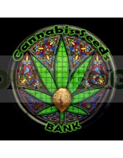 Auto Mandarina (Cannabis Seeds) Feminizada