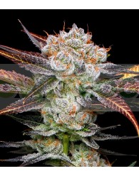 Banana Punch Feminizada (Gea Seeds)